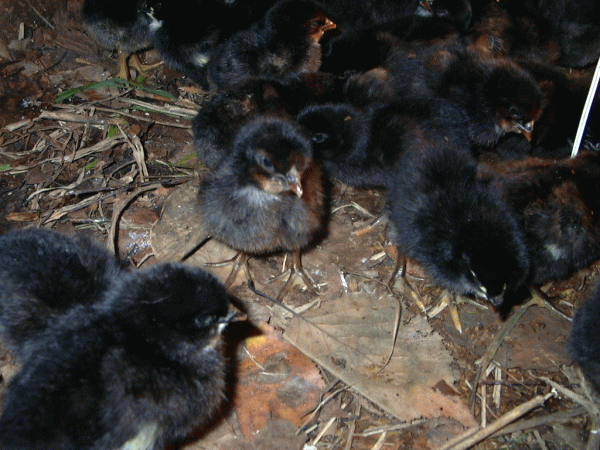 自然な卵は ネラのたまごにわとりの品種の中で もっとも野生に近い オランダ原産の ネラ という 黒いにわとりを とりのす農場では飼っています 性格がおとなしく 子供がつかんでも暴れないよ ほら でも 野生に近いということは 今の 卵を産む機械のように改良